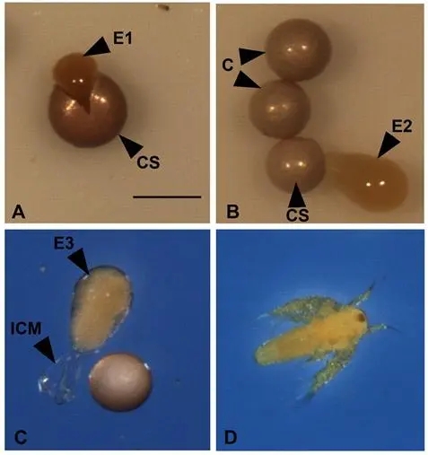 鱼虾育苗中丰年虫孵化的标准化操作技术